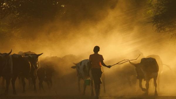 Boy herding cattle in Africa